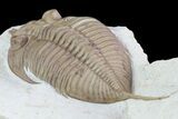 Large, Huntonia Lingulifer (Rare Species) - Oklahoma #68663-5